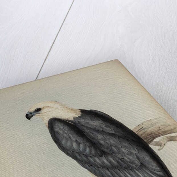 White-bellied sea-eagle by Elizabeth Gould
