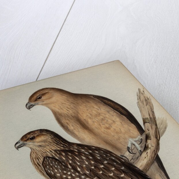 Whistling eagle by Henry Constantine Richter; Charles Joseph Hullmandel