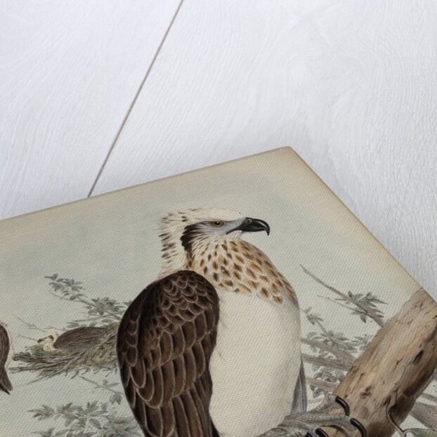 White-headed osprey by Henry Constantine Richter; Charles Joseph Hullmandel