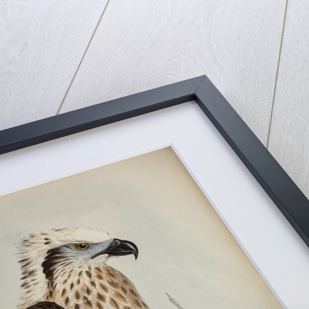 White-headed osprey by Henry Constantine Richter; Charles Joseph Hullmandel