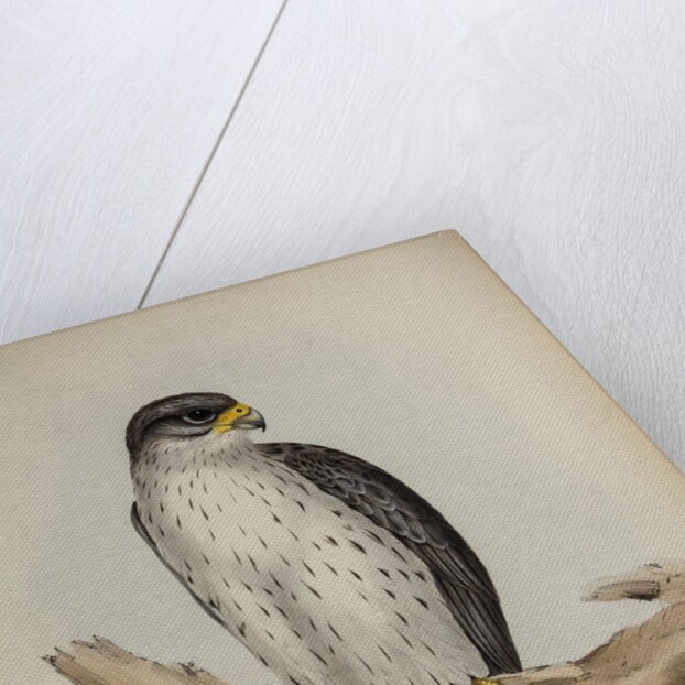 Grey falcon by Elizabeth Gould; Charles Joseph Hullmandel