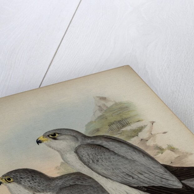Grey falcon by Henry Constantine Richter; Hullmandel & Walton