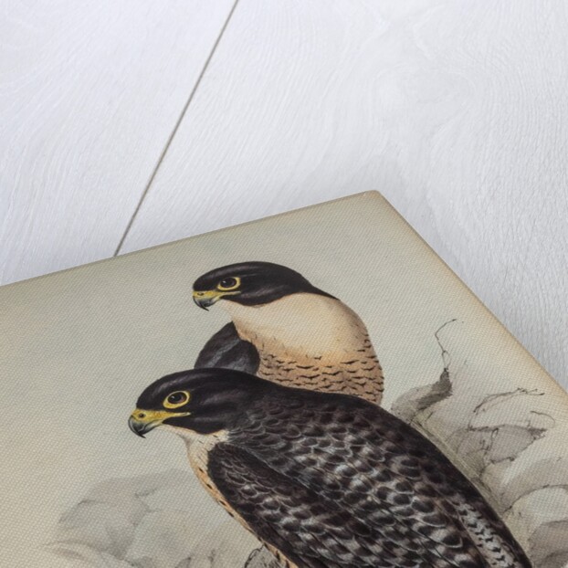 Black-cheeked falcon by Elizabeth Gould; Charles Joseph Hullmandel