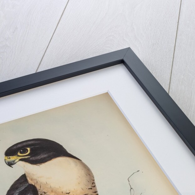 Black-cheeked falcon by Elizabeth Gould; Charles Joseph Hullmandel