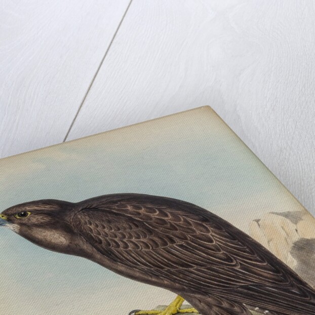 Black falcon by Henry Constantine Richter; Hullmandel & Walton