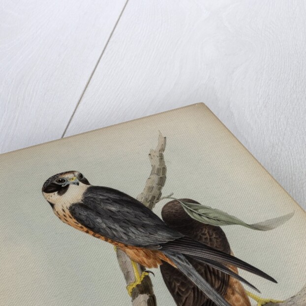 White-fronted falcon by Elizabeth Gould; Charles Joseph Hullmandel