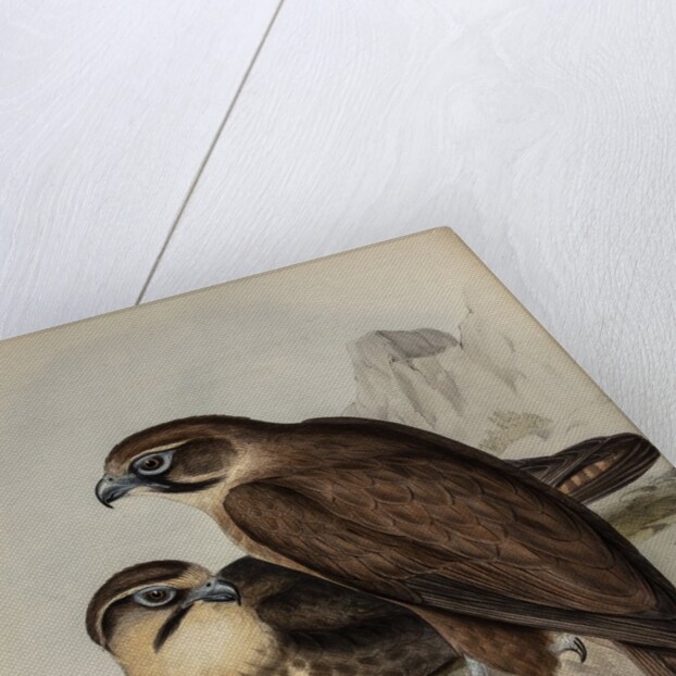 Brown hawk by Henry Constantine Richter; Charles Joseph Hullmandel