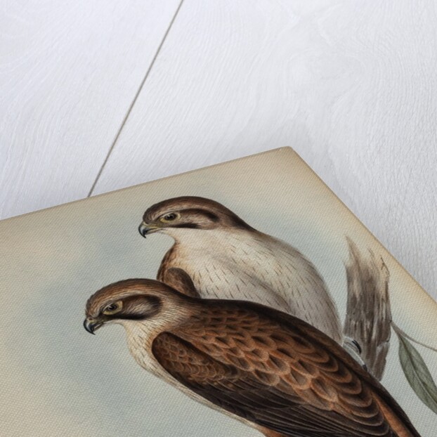Western brown hawk by Henry Constantine Richter; Charles Joseph Hullmandel