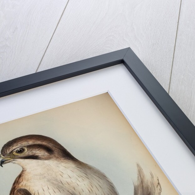 Western brown hawk by Henry Constantine Richter; Charles Joseph Hullmandel