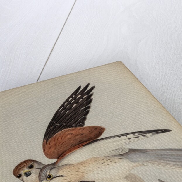 Nankeen kestrel by Henry Constantine Richter; Charles Joseph Hullmandel