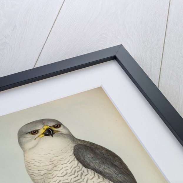 New Holland goshawk by Henry Constantine Richter; Charles Joseph Hullmandel