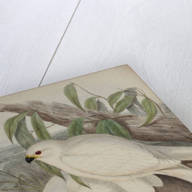 White goshawk by Henry Constantine Richter; Charles Joseph Hullmandel