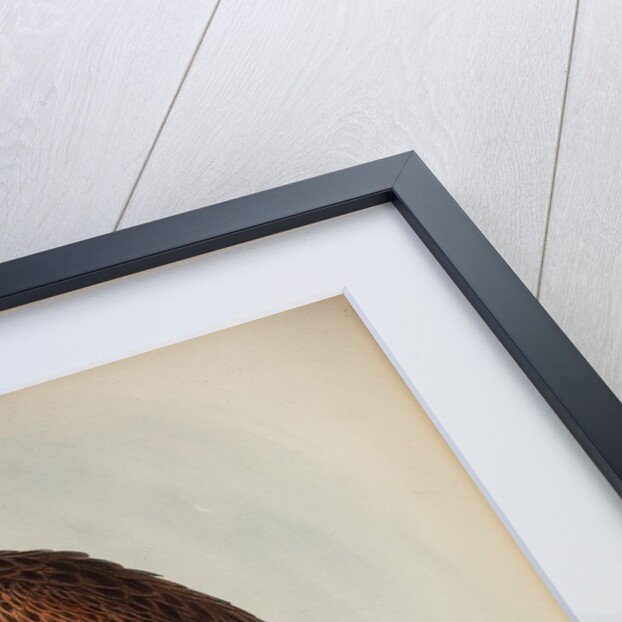 Radiated goshawk by Henry Constantine Richter; Charles Joseph Hullmandel