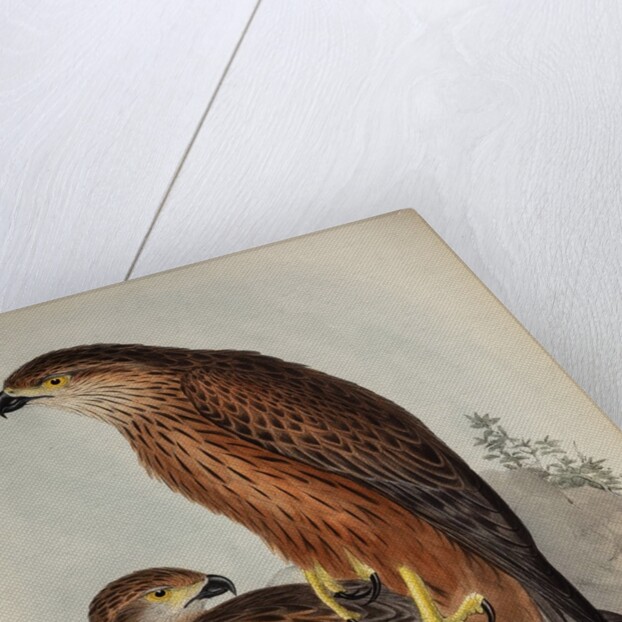 Radiated goshawk by Henry Constantine Richter; Charles Joseph Hullmandel