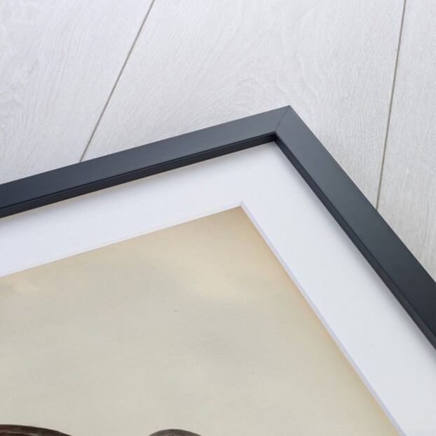 Australian goshawk by Henry Constantine Richter; Charles Joseph Hullmandel