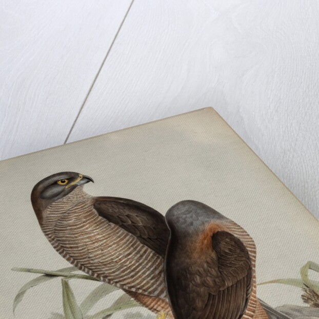 Australian goshawk by Henry Constantine Richter; Charles Joseph Hullmandel