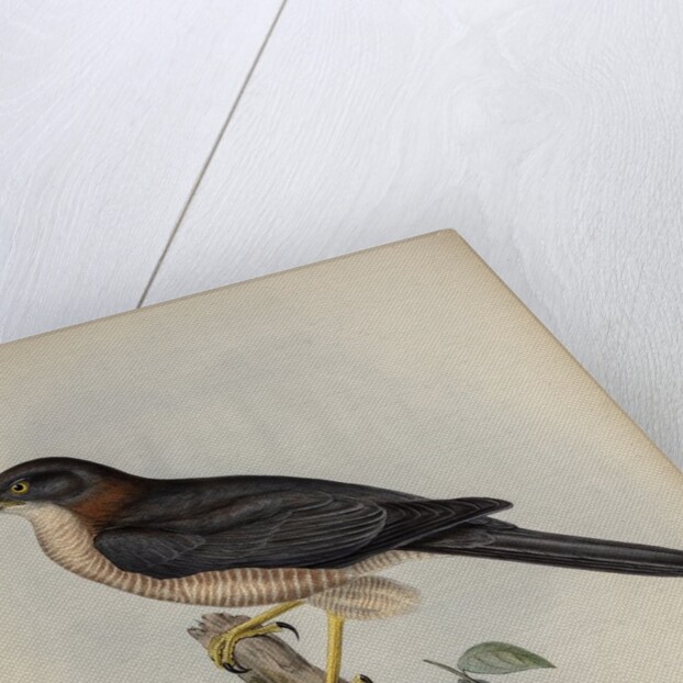 West-Australian goshawk by Henry Constantine Richter; Charles Joseph Hullmandel