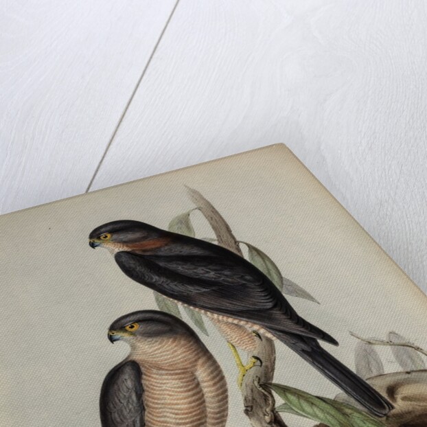 Collared sparrow hawk by Henry Constantine Richter; Charles Joseph Hullmandel