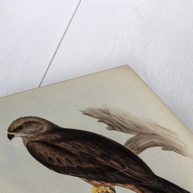 Allied kite by Henry Constantine Richter; Charles Joseph Hullmandel