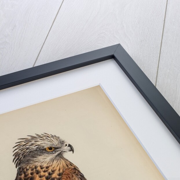 Square-tailed kite by Elizabeth Gould; Charles Joseph Hullmandel