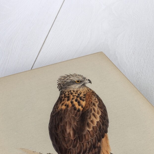 Square-tailed kite by Elizabeth Gould; Charles Joseph Hullmandel