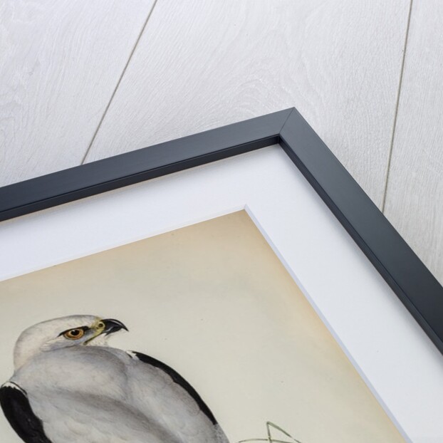Black-shouldered kite by Henry Constantine Richter; Charles Joseph Hullmandel