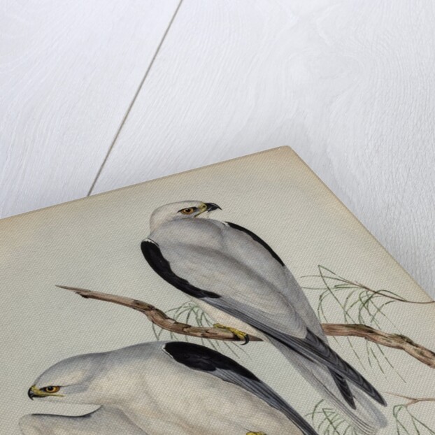 Black-shouldered kite by Henry Constantine Richter; Charles Joseph Hullmandel