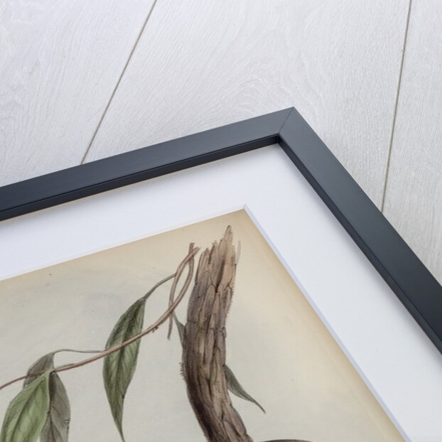 Letter-winged kite by Henry Constantine Richter; Charles Joseph Hullmandel