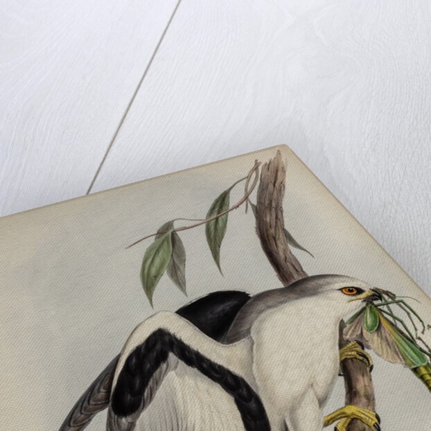 Letter-winged kite by Henry Constantine Richter; Charles Joseph Hullmandel