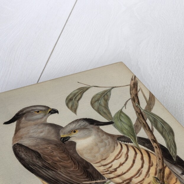 Crested hawk by Henry Constantine Richter; Charles Joseph Hullmandel