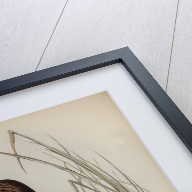 Allied harrier by Henry Constantine Richter; Charles Joseph Hullmandel