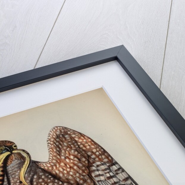 Jardine's harrier by Henry Constantine Richter; Charles Joseph Hullmandel