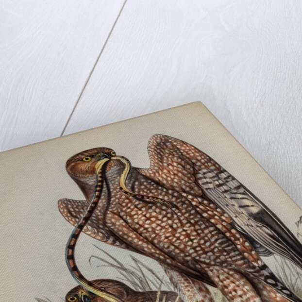 Jardine's harrier by Henry Constantine Richter; Charles Joseph Hullmandel