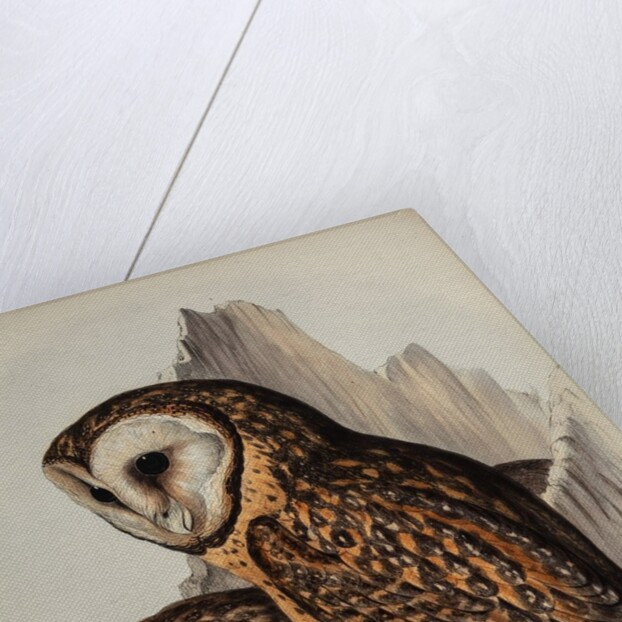 Chestnut-faced owl by Henry Constantine Richter; Hullmandel & Walton