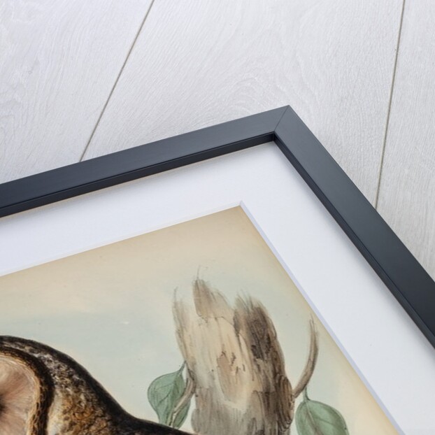 Masked barn owl by Henry Constantine Richter; Hullmandel & Walton