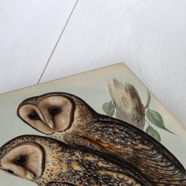 Masked barn owl by Henry Constantine Richter; Hullmandel & Walton
