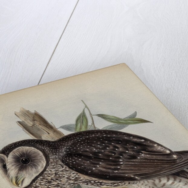 Sooty owl by Henry Constantine Richter; Hullmandel & Walton