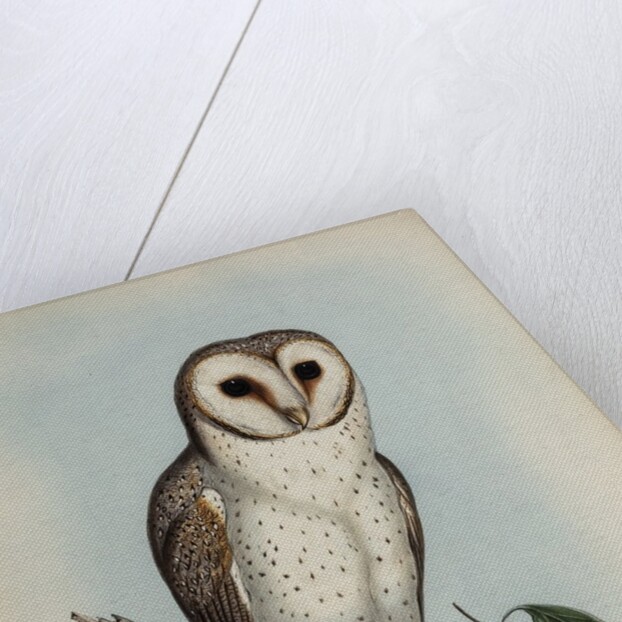 Delicate owl by Henry Constantine Richter; Hullmandel & Walton