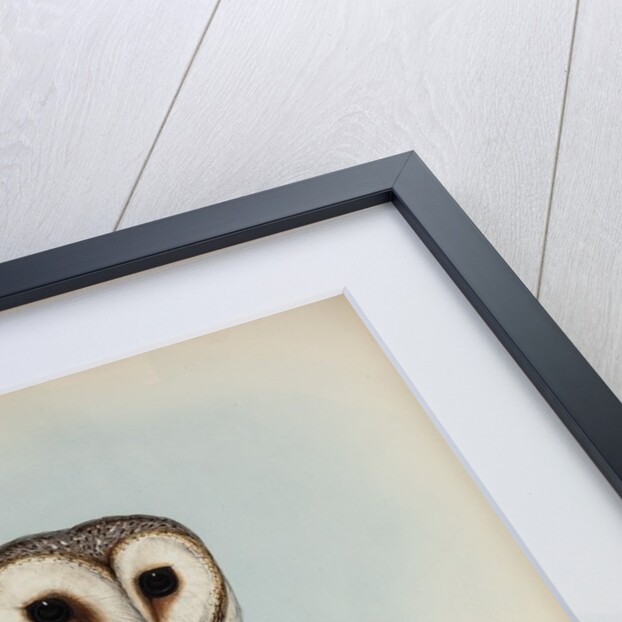 Delicate owl by Henry Constantine Richter; Hullmandel & Walton