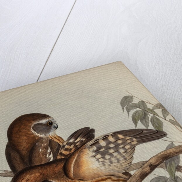 Boobook owl by Henry Constantine Richter; Hullmandel & Walton