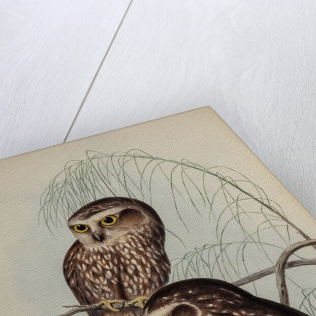 Spotted owl by Henry Constantine Richter; Hullmandel & Walton