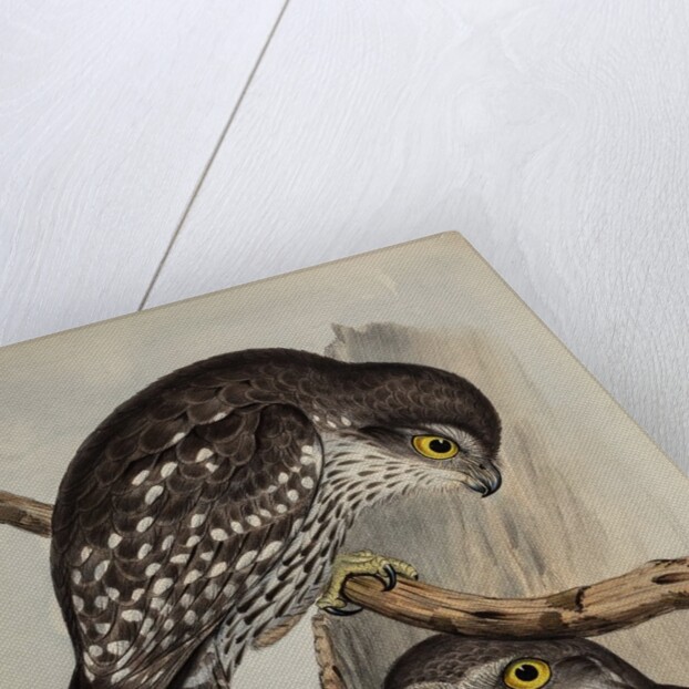 Winking owl by Henry Constantine Richter; Charles Joseph Hullmandel