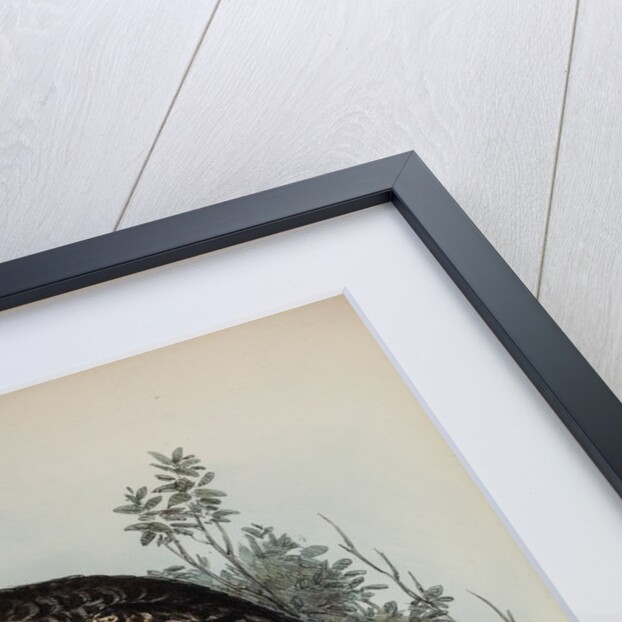 Powerful owl by Henry Constantine Richter; Charles Joseph Hullmandel