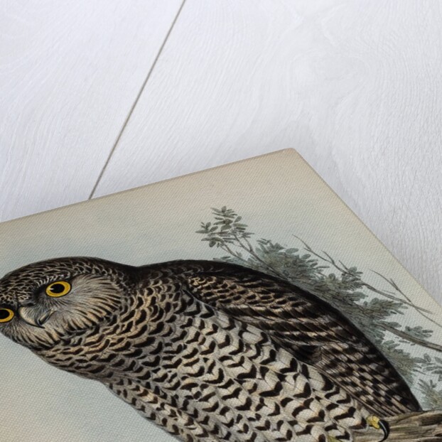 Powerful owl by Henry Constantine Richter; Charles Joseph Hullmandel