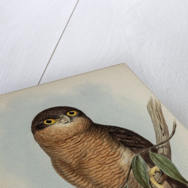 Rufous owl by Henry Constantine Richter; Hullmandel & Walton