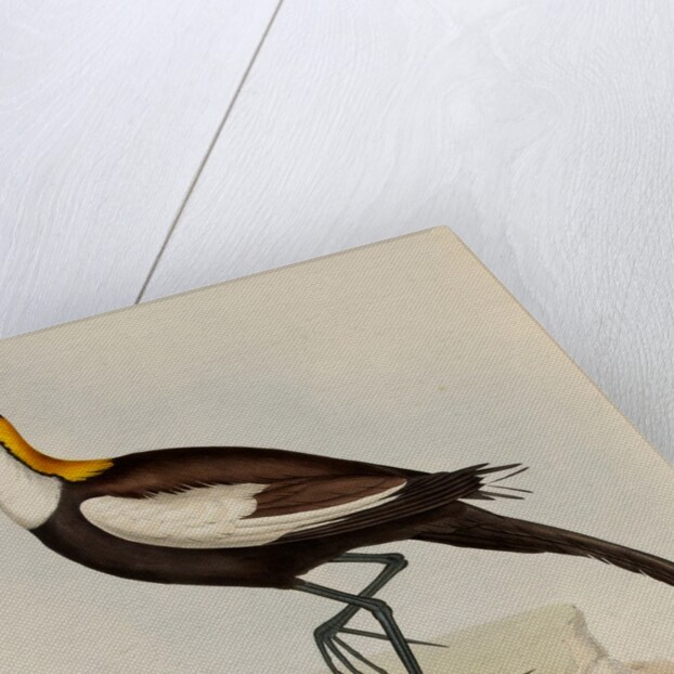 Pheasant-tailed jacana by Elizabeth Gould; Charles Joseph Hullmandel