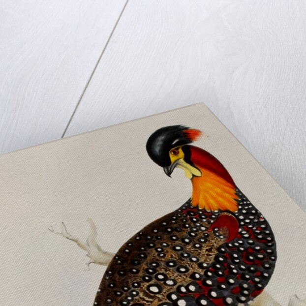 Western tragopan by Elizabeth Gould; Charles Joseph Hullmandel