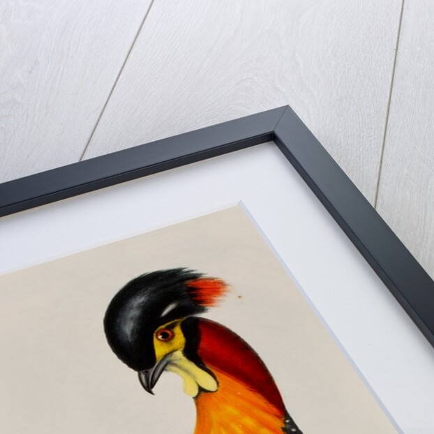 Western tragopan by Elizabeth Gould; Charles Joseph Hullmandel