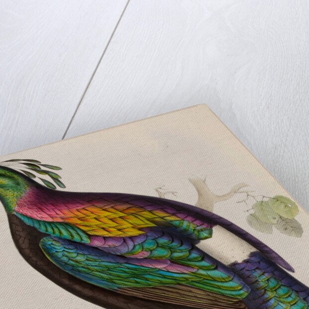 Himalayan monal by Elizabeth Gould; Charles Joseph Hullmandel