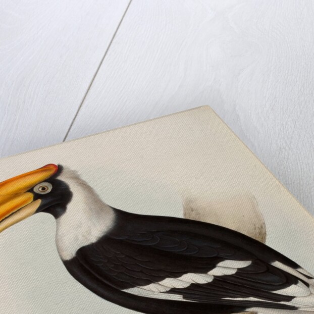 Great hornbill by Elizabeth Gould; Charles Joseph Hullmandel
